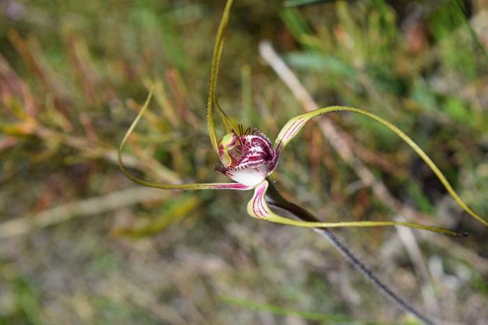 Caladenia - Orchid-Badgingarra-Vern-Westbrook-walk-Sep-2018p0002.JPG